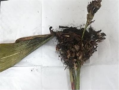 Polymerase Chain Reaction-Assisted Evaluation of the Efficacy of Seed-Treatment Prevention of Sporisorium reilianum Infection in Sorghum Seedlings